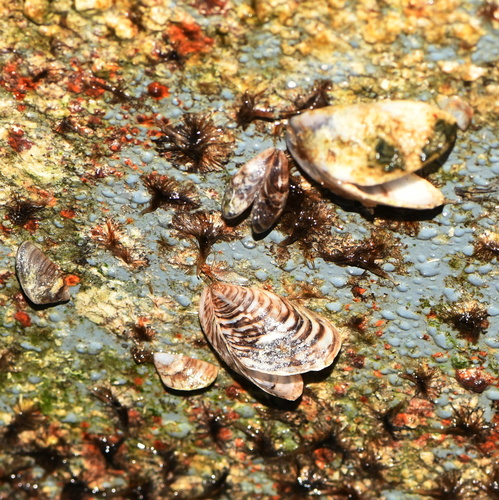 Dreissena bugensis