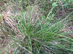 Carex longebrachiata