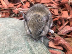 Peromyscus gambelii