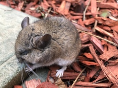 Peromyscus gambelii