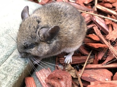 Peromyscus gambelii