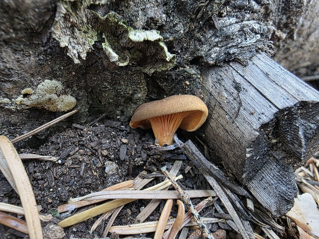 Hygrophoropsis aurantiaca · October 2025 · photo: © sqshemet (iNaturalist, cc-by)
