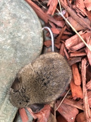 Peromyscus gambelii
