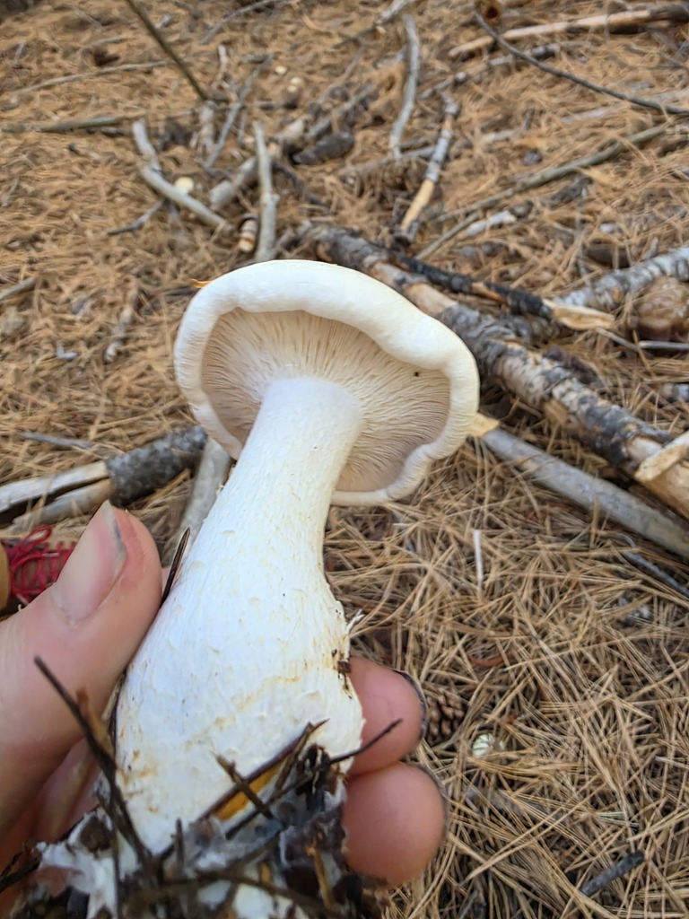 Leucopaxillus albissimus · November 2025 · photo: © sqshemet (iNaturalist, cc-by)