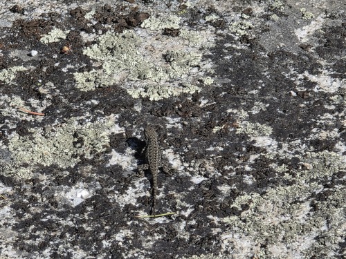 iNaturalist observation photo of Western Fence Lizard