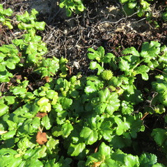 Triumfetta procumbens