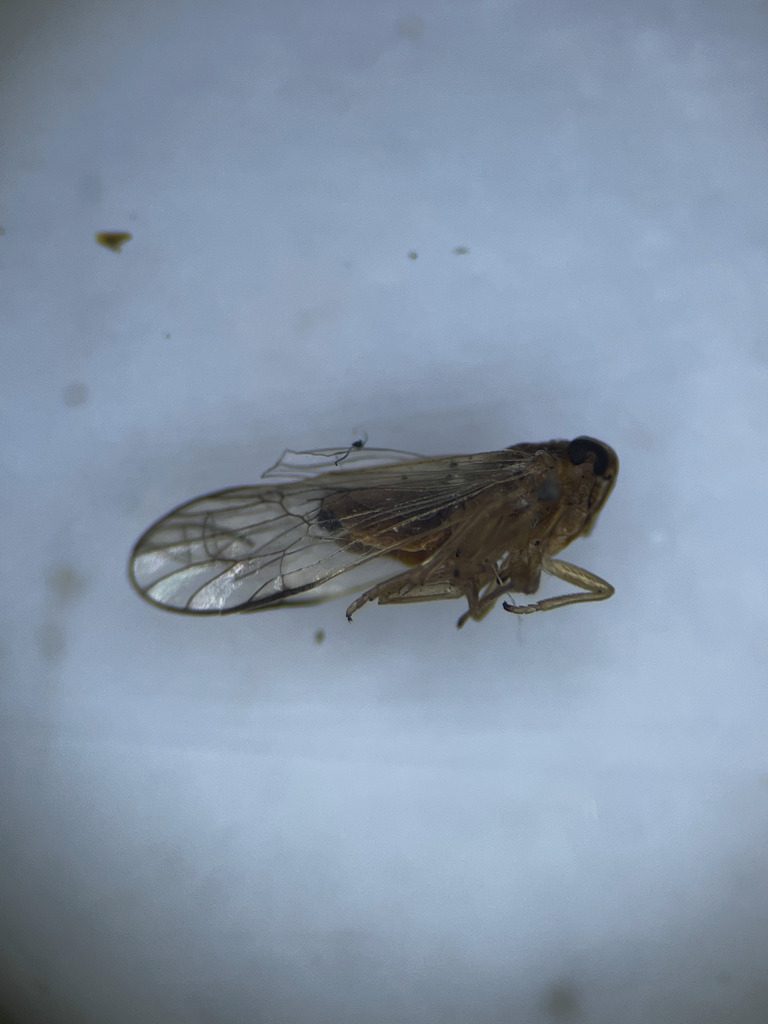 Muellerianella extrusa