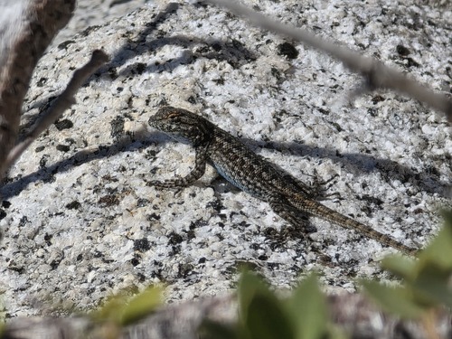 iNaturalist observation photo of Western Fence Lizard