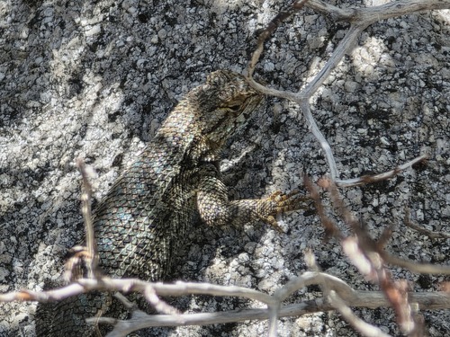 iNaturalist observation photo of Western Fence Lizard