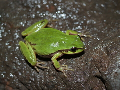 Mountain Treefrog photo 2