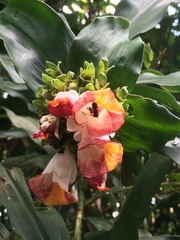 Costus lucanusianus