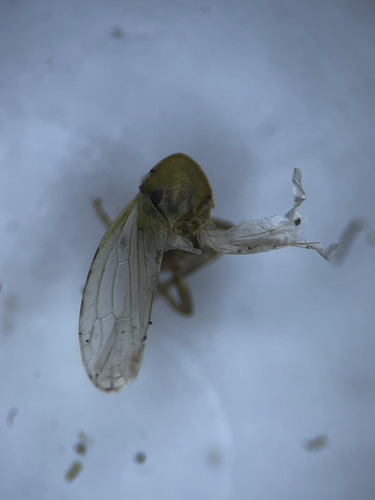 Macropsis prasina