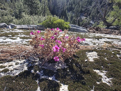 Granite-crack Monkeyflower (Diplacus graniticola)