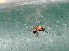 Myrmarachne formosana