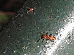 Myrmarachne formosana
