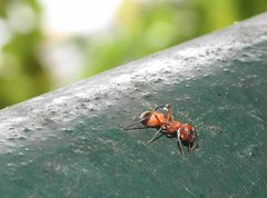 Myrmarachne formosana