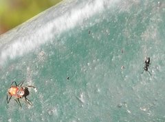 Myrmarachne formosana