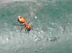 Myrmarachne formosana