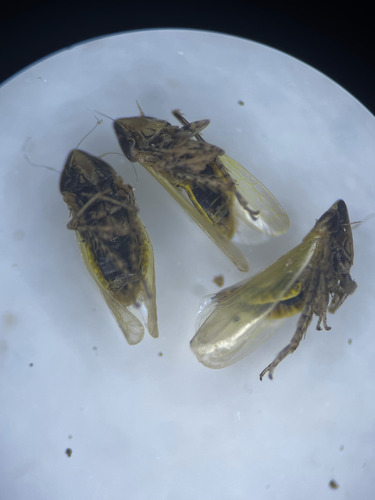Arthaldeus striifrons