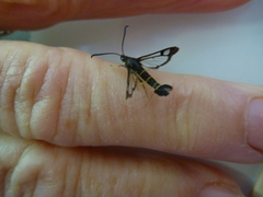 Synanthedon tipuliformis