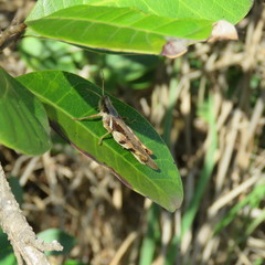 Stenocatantops angustifrons