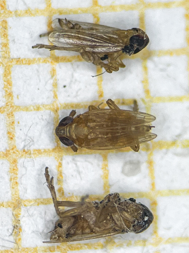 Kelisia henschii
