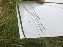 Carex longebrachiata