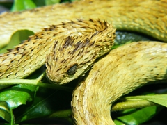 African Hairy Bush Viper photo 2