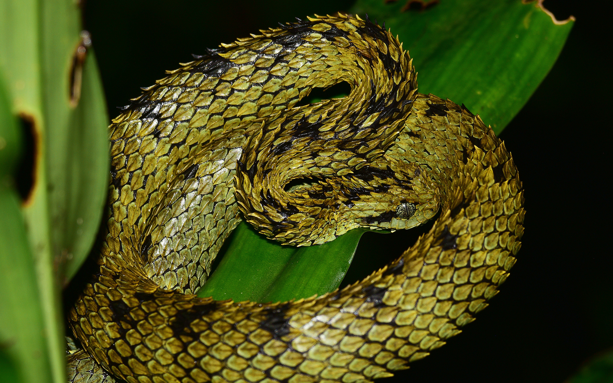 Atheris hispida - Spiny bush viper  Snake, Beautiful snakes, Pretty snakes