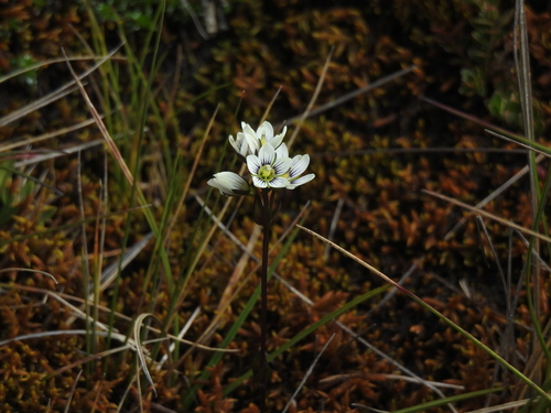 Gentianella corymbosa