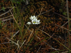 Gentianella corymbosa