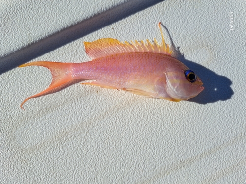 Anthias anthias