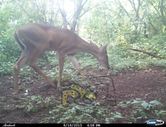 Odocoileus virginianus sinaloae