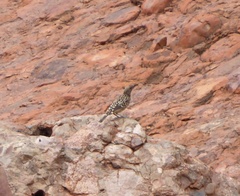 Chlamydera guttata