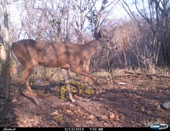 Odocoileus virginianus sinaloae