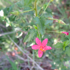 Hibiscus praeteritus