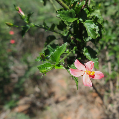 Hibiscus praeteritus