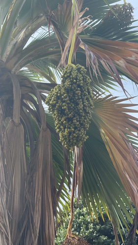 Pritchardia thurstonii observed 2025-11-05