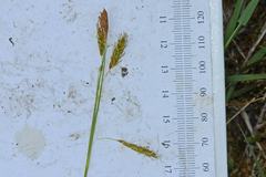 Carex castanea
