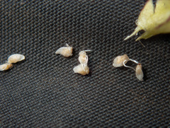 Triantha occidentalis