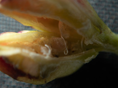 Triantha occidentalis