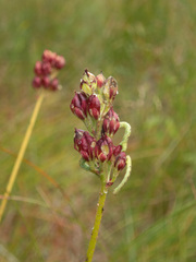 Triantha occidentalis