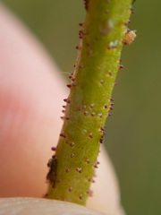 Triantha occidentalis