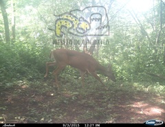 Odocoileus virginianus sinaloae