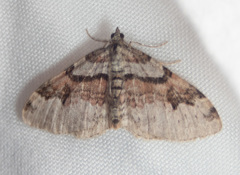 Xanthorhoe labradorensis