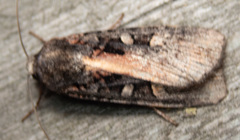 Actebia fennica