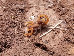 Uroplectes planimanus