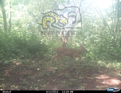 Odocoileus virginianus sinaloae