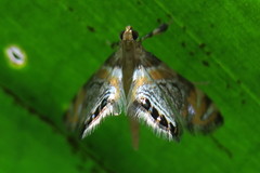 Nymphicula