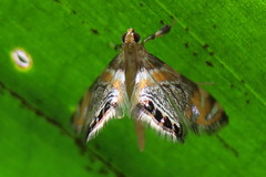 Nymphicula